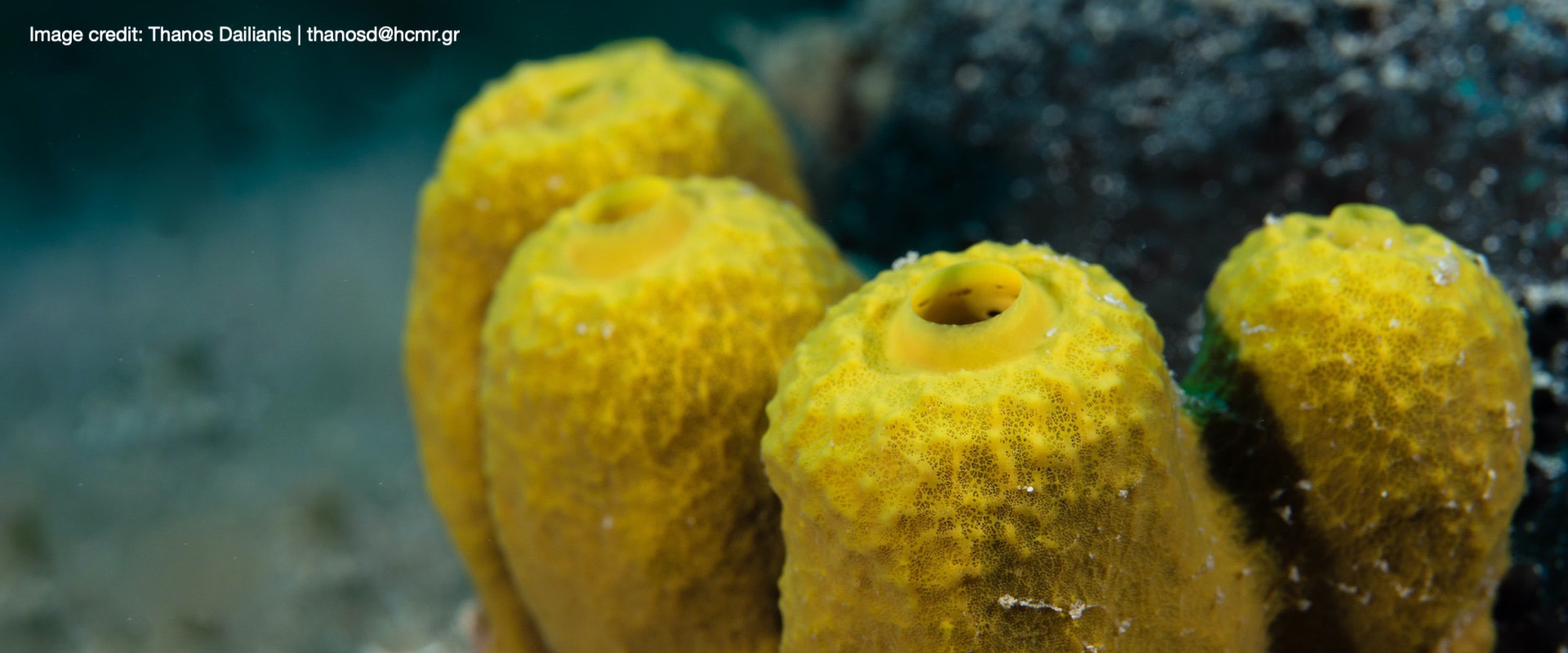 Active pumping enables sponges to filter seawater up to 15 times their body volume per hour, recycling nutrients and accumulating pollutants.